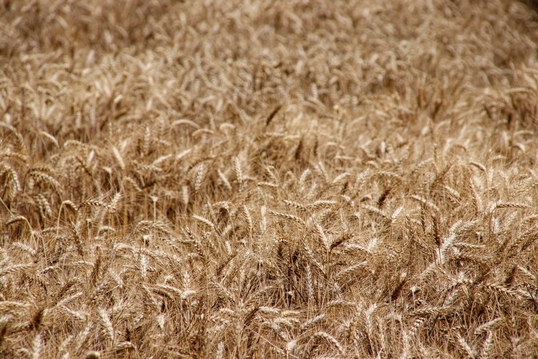Grano duro sardo a 27 euro: la filiera entra in perdita